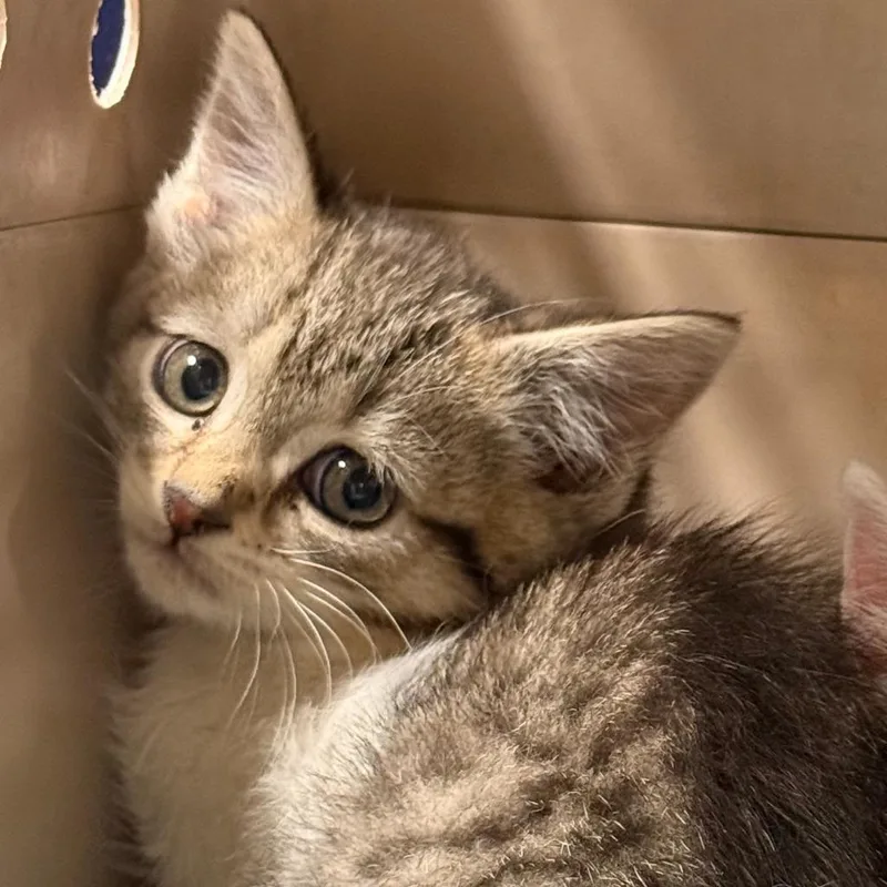 A baby small-sized female Domestic Short Hair cat named Frenchie for adoption in Ewing, NJ