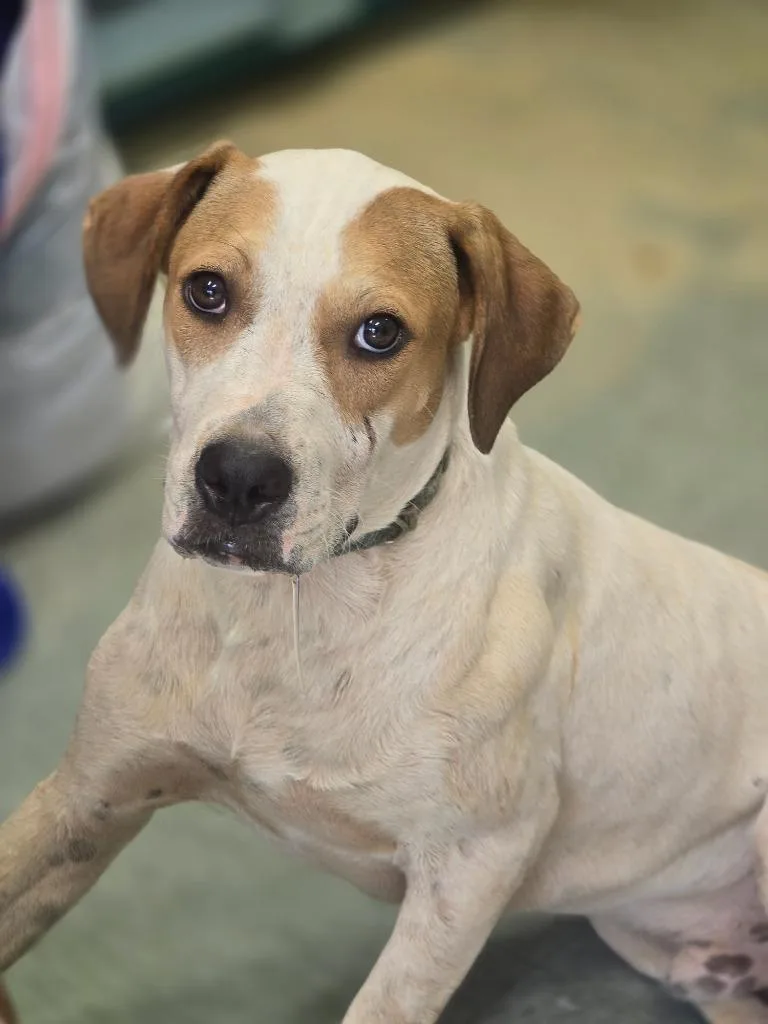 A baby medium-sized male Hound dog named Sherman for adoption in Danielsville, GA