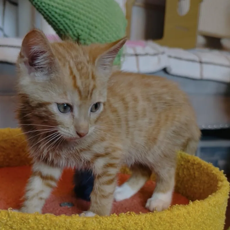 A baby small-sized male American Shorthair cat named Cheddar for adoption in Coral Springs, FL