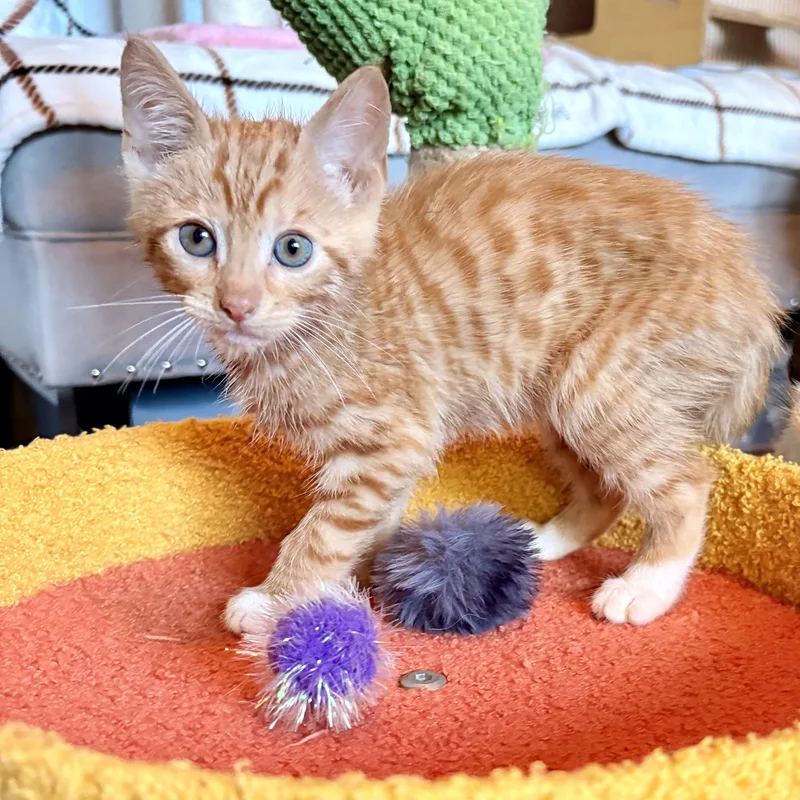Cheddar thumbnail 3