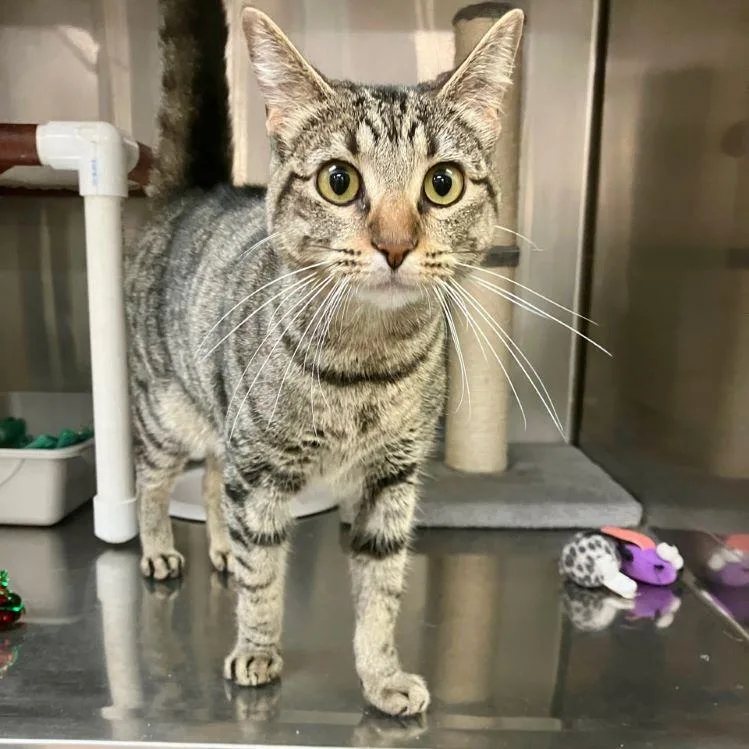 An adult medium-sized female Tabby (Brown / Chocolate) Tabby cat named Eggnog for adoption in Tulsa, OK