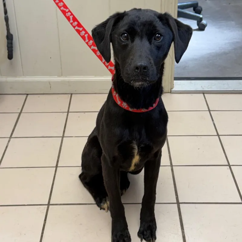 Tuscstray thumbnail 2