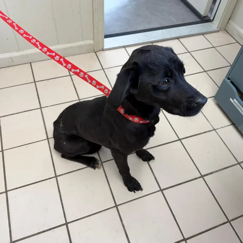 Tuscstray thumbnail 3