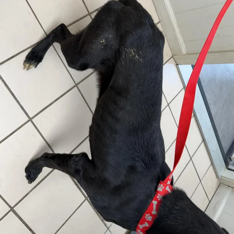 Tuscstray thumbnail 4