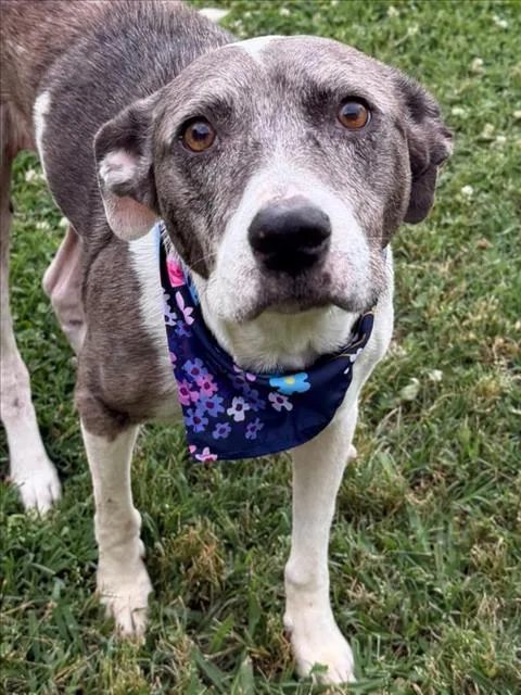 A senior medium-sized female Pit Bull Terrier dog named Linda for adoption in Tulsa, OK