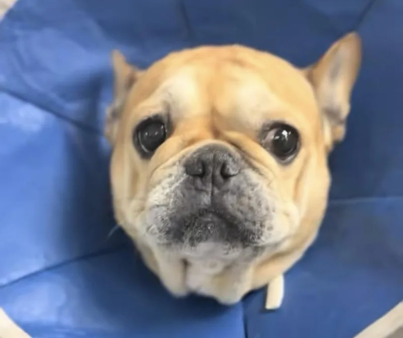 An adult small-sized female French Bulldog dog named Ellie for adoption in ventura, CA