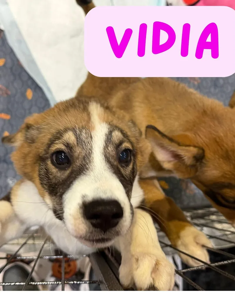A baby large-sized female Golden Retriever dog named Vidia for adoption in Tucson, AZ