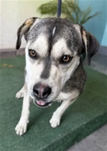An adult large-sized female Siberian Husky dog named Peep for adoption in Baldwin Park, CA