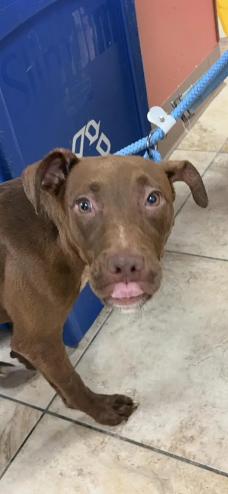 A young medium-sized female Red / Chestnut / Orange Mixed Breed dog named Thirteen for adoption in Cincinnati, OH