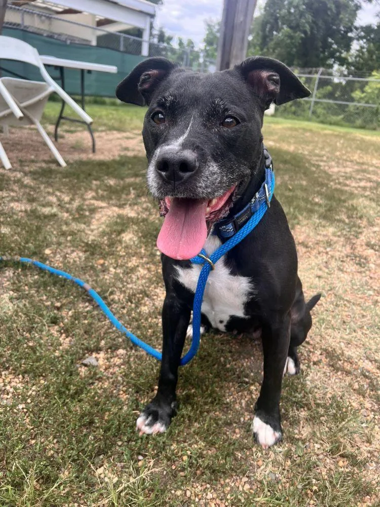 An adult large-sized female Black Mixed Breed dog named Oriee for adoption in Alexandria, VA