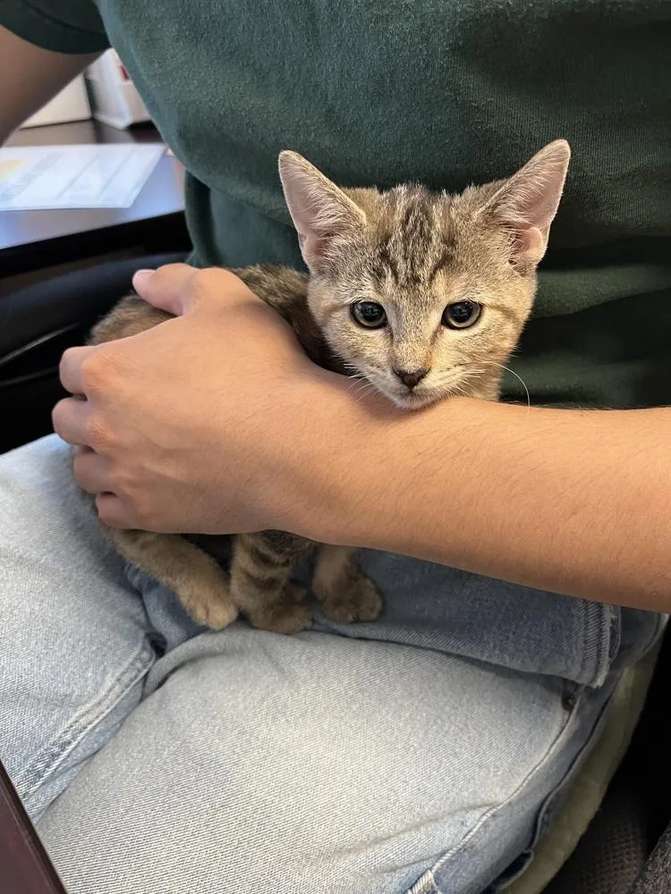 A baby small-sized female Domestic Short Hair cat named Loretta for adoption in Ontario, CA