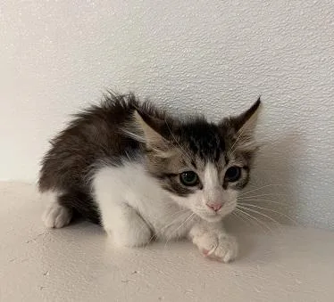Cat thumbnail 3