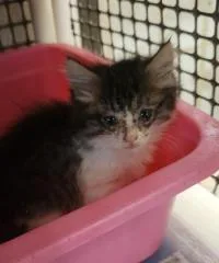 Cat thumbnail 4