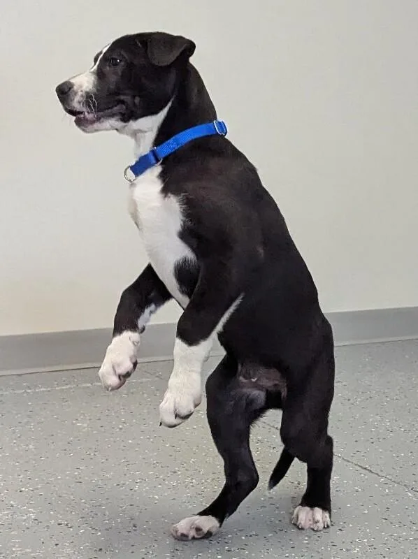 A young medium-sized male Mixed Breed dog named Badger for adoption in Yankton, SD