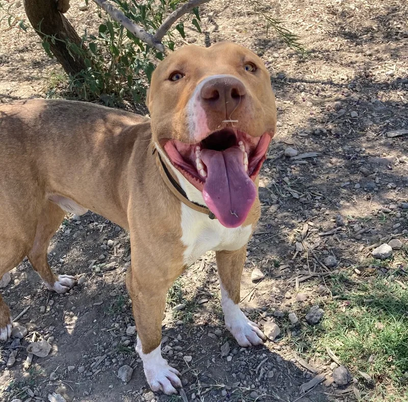 An adult large-sized male Brown / Chocolate Pit Bull Terrier dog named Oliver for adoption in ALPINE, TX