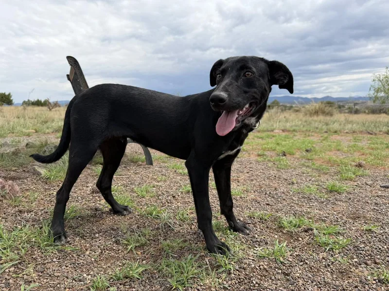 A young medium-sized male Hound dog named Jupiter for adoption in Deming, NM