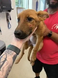 A young small-sized female Carolina Dog dog named Crimson for adoption in Haw River, NC