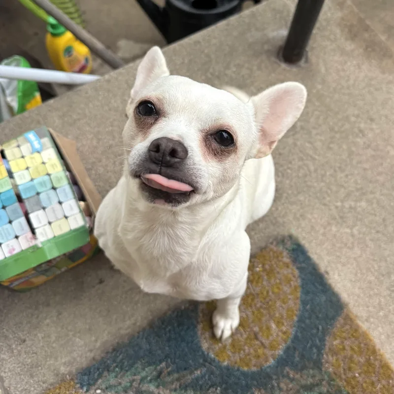 An adult small-sized female White / Cream Chihuahua dog named Liliana for adoption in Prior Lake, MN