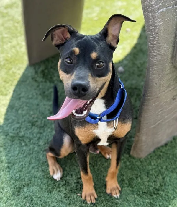 A young medium-sized male Doberman Pinscher dog named Justin for adoption in Canton, GA