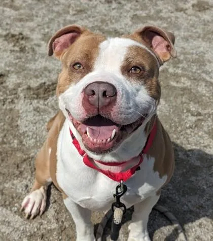 An adult large-sized male Mixed Breed dog named Bruno for adoption in Fairfax, VA