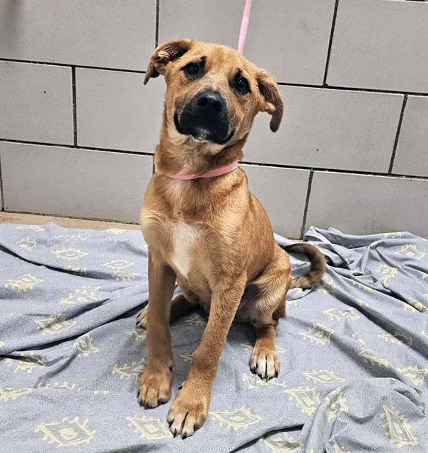 A baby medium-sized male Yellow / Tan / Blond / Fawn Mixed Breed dog named Rafael for adoption in Nashville, TN