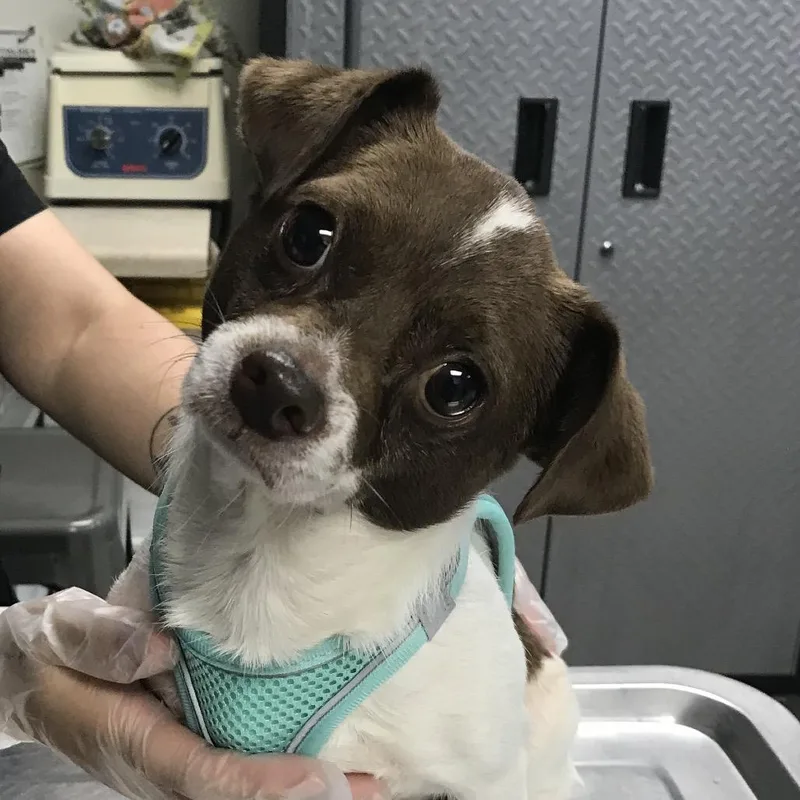 An adult small-sized male Brown / Chocolate Chihuahua dog named Buddy for adoption in Newark, NJ