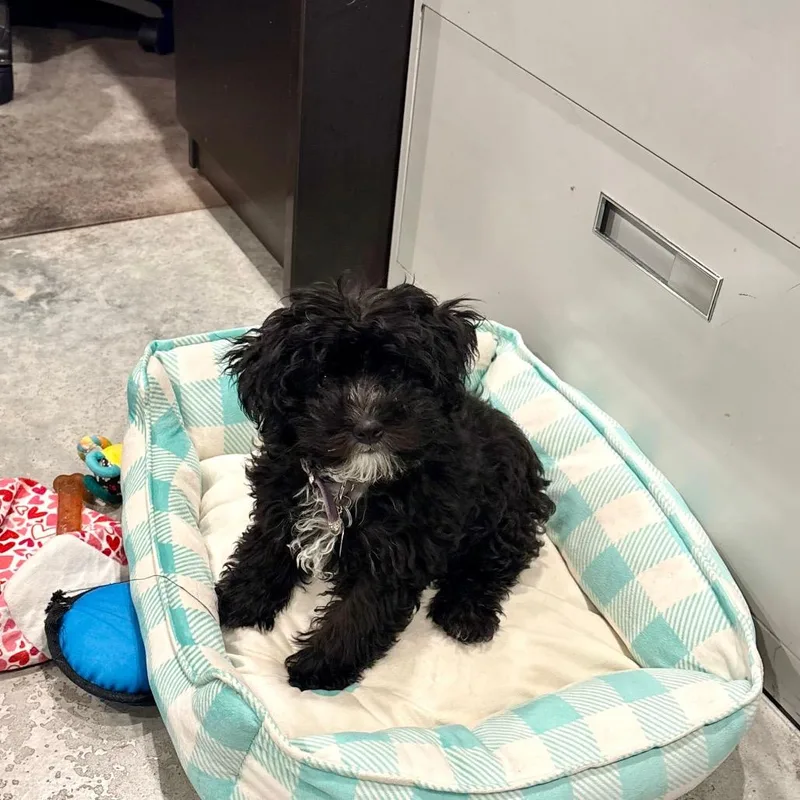 A baby small-sized female Black Miniature Poodle dog named Liberty for adoption in Houston, TX