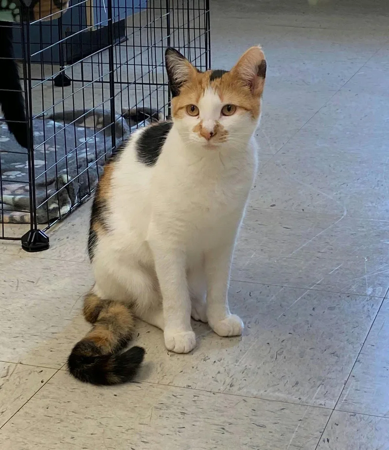 A young medium-sized female Calico cat named Rey for adoption in Chester, NJ