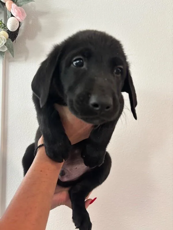 A baby large-sized male Black Labrador Retriever dog named Jafar for adoption in Van Nuys, CA