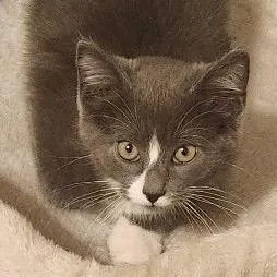 A baby small-sized male Gray / Blue / Silver Domestic Short Hair cat named Zane for adoption in Monroe, MI