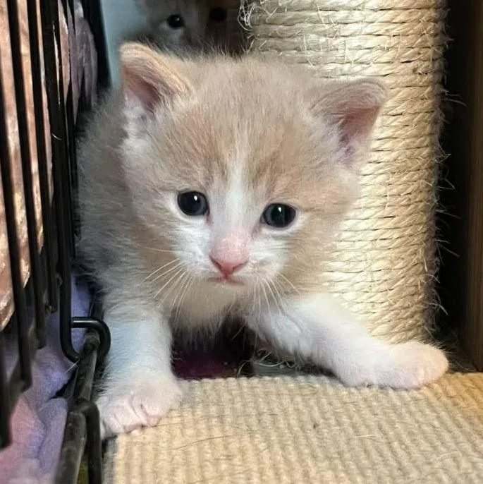 A baby medium-sized male Tabby (Buff / Tan / Fawn) Domestic Short Hair cat named Billy Flynn for adoption in Kentwood, MI