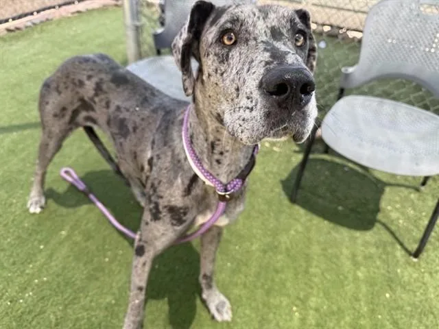 A young large-sized female Great Dane dog named Tangerine for adoption in Phoenix, AZ