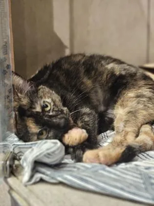 A baby small-sized female Domestic Short Hair cat named Cassandra for adoption in Washington, DC