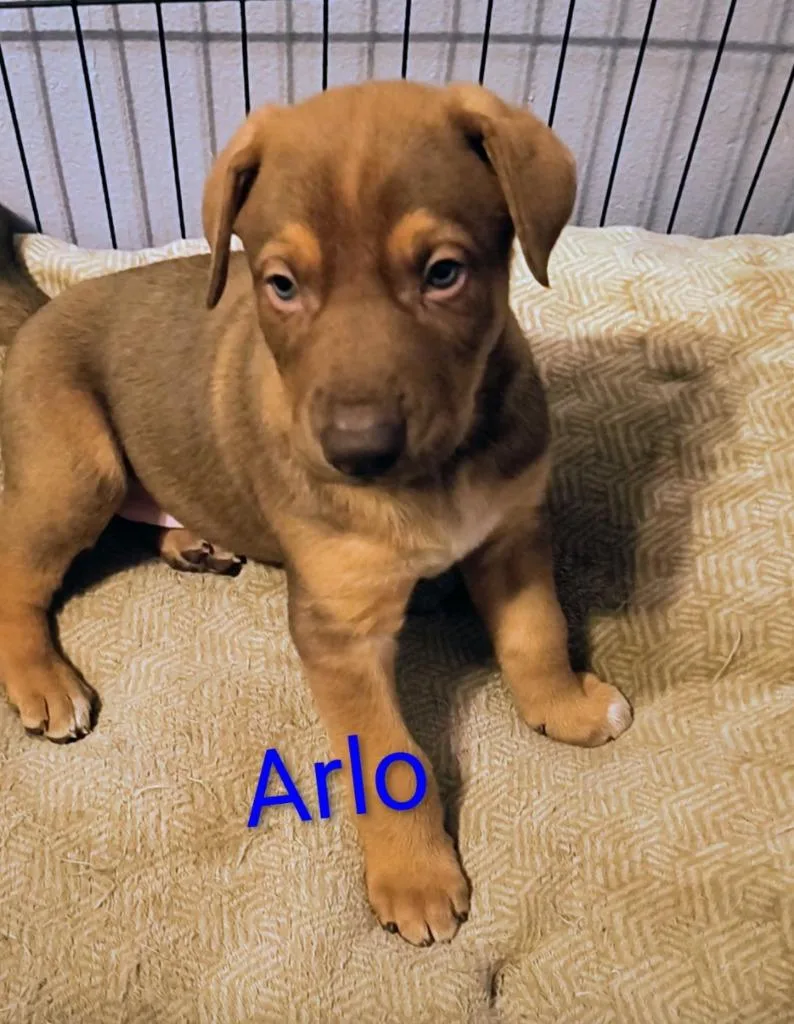 Arlo