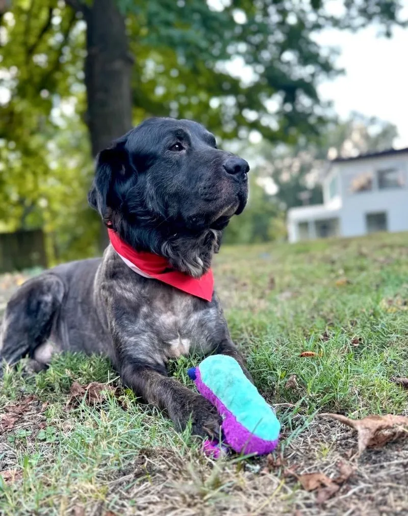 A senior large-sized male Retriever dog named Shadow for adoption in Princeton, MA