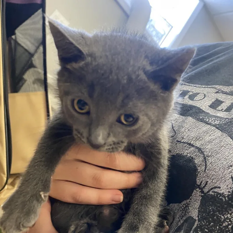 A baby small-sized male Gray / Blue / Silver Domestic Short Hair cat named Bluey for adoption in Pawling, NY