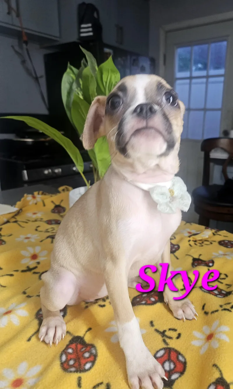 Skye thumbnail 2