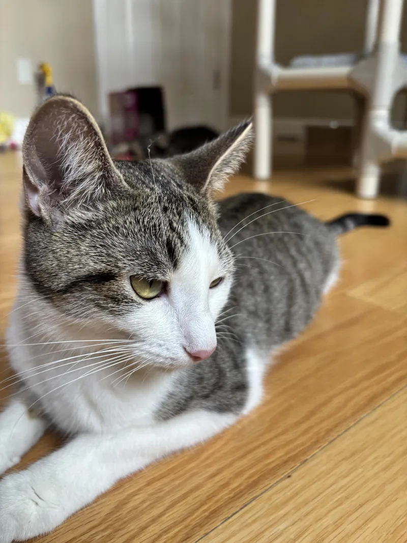 An adult medium-sized female Tabby (Gray / Blue / Silver) Tabby cat named Mel for adoption in New Milford, CT