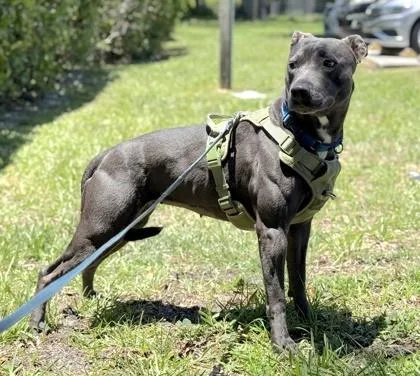 An adult medium-sized female Terrier dog named Star for adoption in Palm Coast, FL