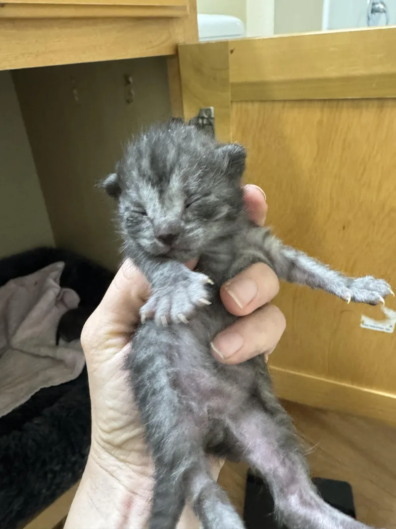 A baby small-sized male Domestic Short Hair cat named Armando for adoption in Davidson, NC