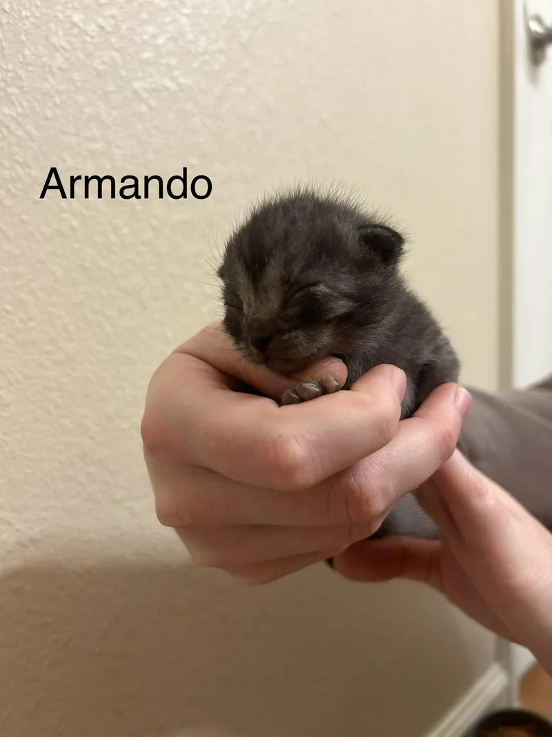 Armando thumbnail 2