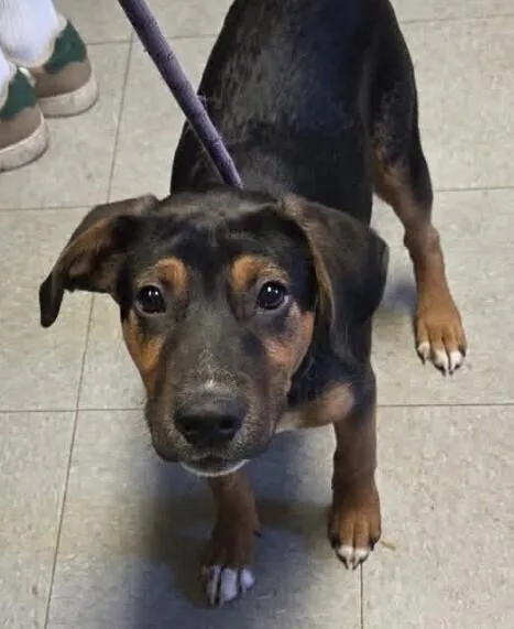A baby medium-sized male Tricolor (Brown, Black, & White) Black and Tan Coonhound dog named Pup Gunner for adoption in Washington, DC