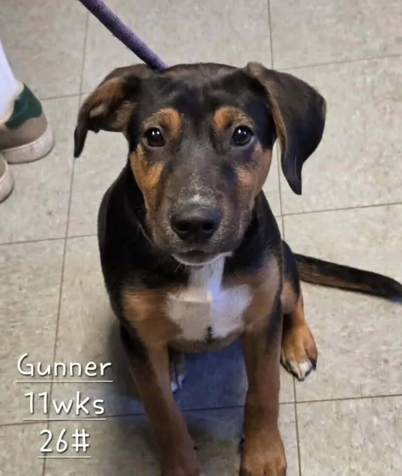 Pup Gunner thumbnail 2