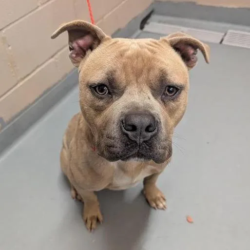 An adult medium-sized male Yellow / Tan / Blond / Fawn Pit Bull Terrier dog named Spud for adoption in Tacoma, WA