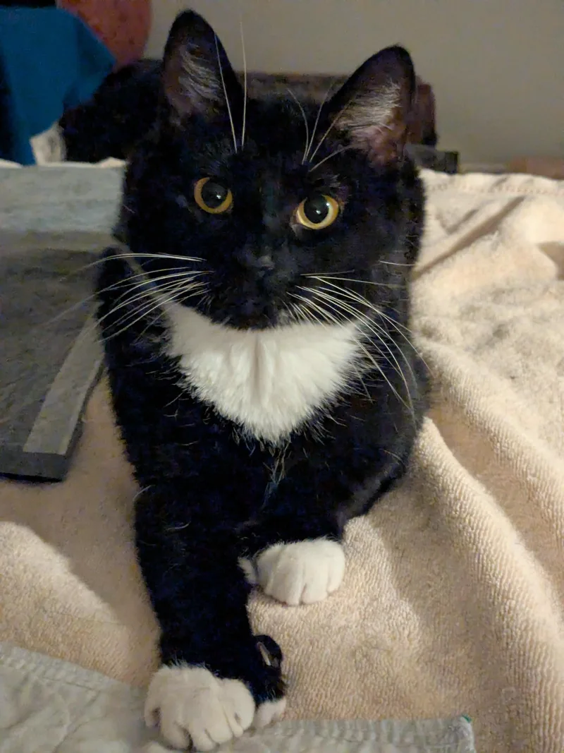 An adult large-sized female Domestic Short Hair cat named Luna for adoption in Burlington, VT