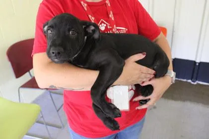A young large-sized female Labrador Retriever dog named Stevie for adoption in Kansas City, MO