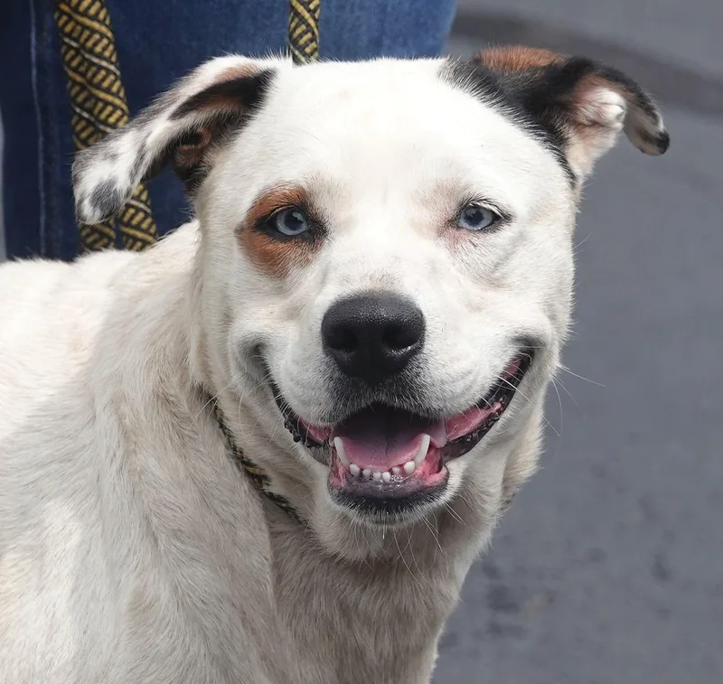 A young medium-sized female White / Cream Husky dog named Kat for adoption in Millfield, OH