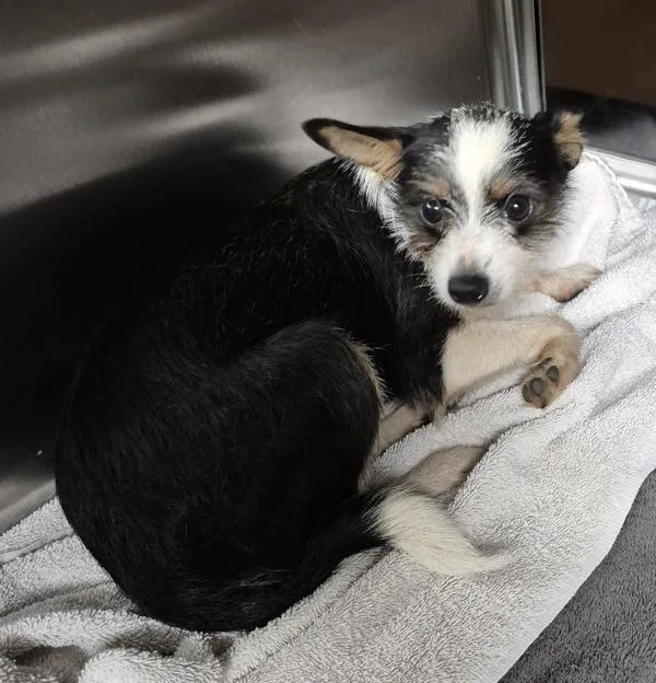 A young small-sized male Rat Terrier dog named Pen Callisto for adoption in Lawrenceville, GA