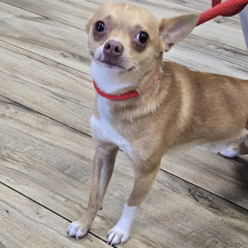 A young small-sized male Brown / Chocolate Chihuahua dog named Enano for adoption in Newark, NJ