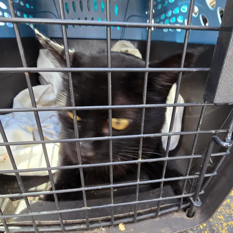 An adult small-sized female Black Domestic Short Hair cat named Zena for adoption in Grantsville, UT